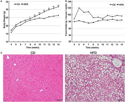 Obesity or Overweight, a Chronic Inflammatory Status in Male Reproductive System, Leads to Mice and Human Subfertility